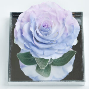 Solo Unique Preserved Rose Box