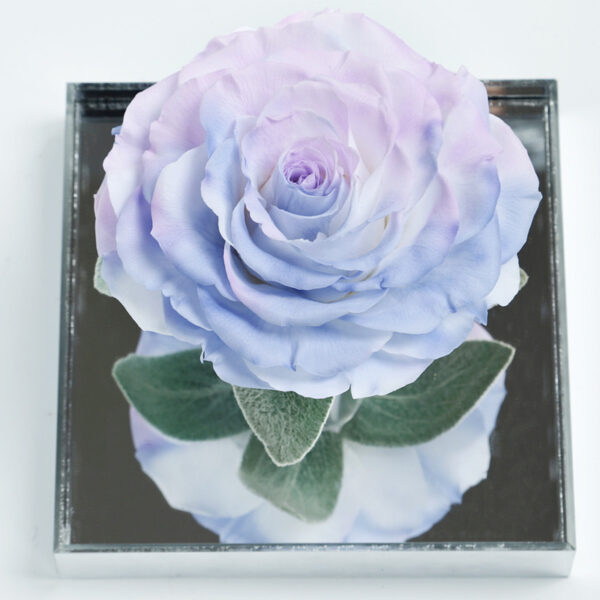 Solo Unique Preserved Rose Box
