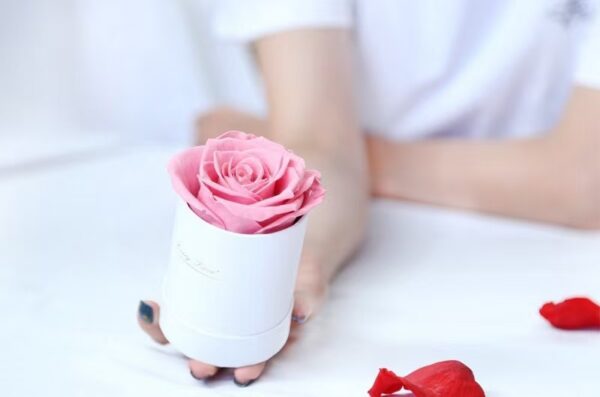 preserved single rose in a mini bucket
